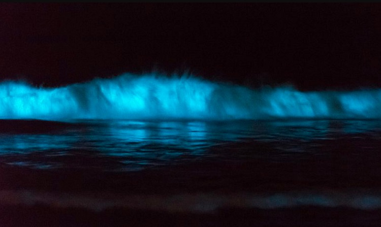 The Red Tide, Bioluminescence in San Diego